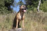 CANE CORSO 101